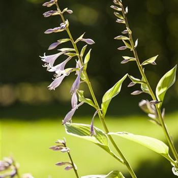 Hosta