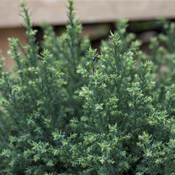 Chamaecyparis lawsoniana 'Snow White'®