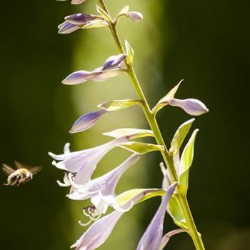 Hosta