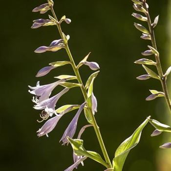 Hosta