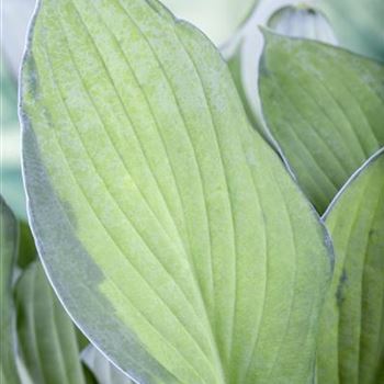 Hosta