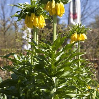 Fritillaria imperialis 'Maxima Lutea'