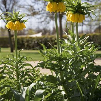 Fritillaria imperialis 'Maxima Lutea'