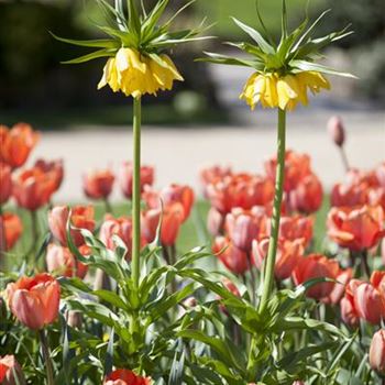 Fritillaria imperialis 'Maxima Lutea'