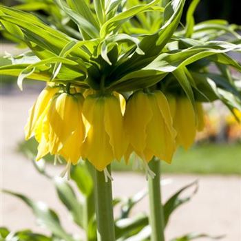 Fritillaria imperialis 'Maxima Lutea'