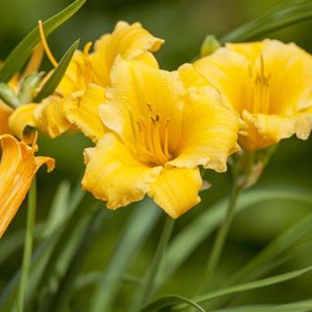 Hemerocallis 'Stella de Oro'