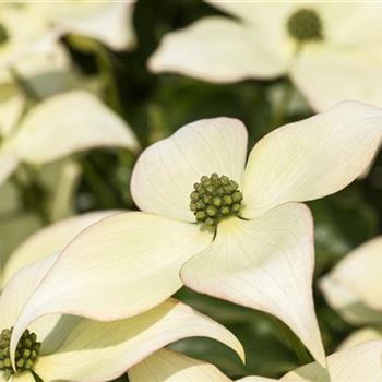 Cornus kousa chinensis 'Schmetterling'