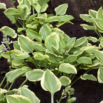 Hosta nakaiana 'Golden Tiara'