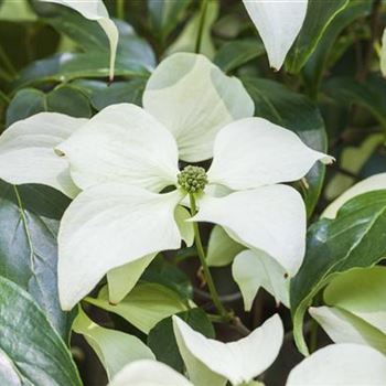 Cornus kousa chinensis 'Schmetterling'