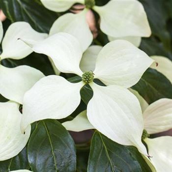 Cornus kousa chinensis 'Schmetterling'