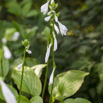 Hosta plantaginea 'Royal Standard'