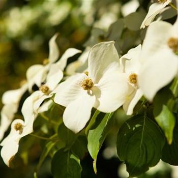 Cornus kousa chinensis