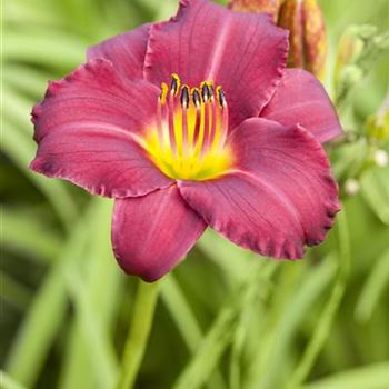 Hemerocallis 'Pardon Me'