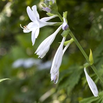 Hosta plantaginea 'Royal Standard'