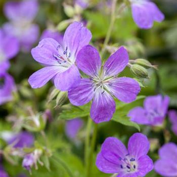 Geranium pratense