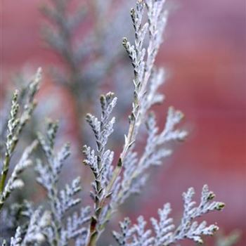 Chamaecyparis lawsoniana 'Van Pelt´s Blue'