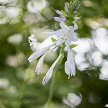 Hosta plantaginea 'Royal Standard'