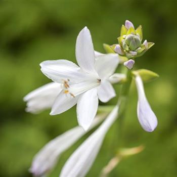 Hosta plantaginea 'Royal Standard'