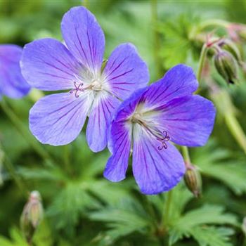 Geranium pratense