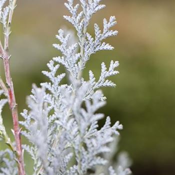 Chamaecyparis lawsoniana 'Van Pelt´s Blue'