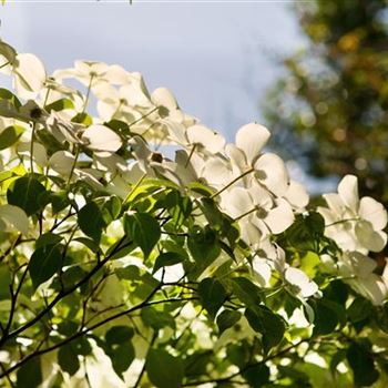 Cornus kousa chinensis