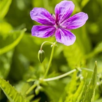 Geranium pratense