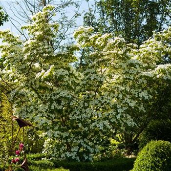 Cornus kousa chinensis