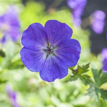 Geranium pratense