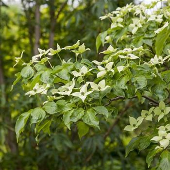 Cornus kousa chinensis