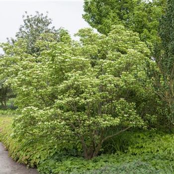 Cornus kousa chinensis