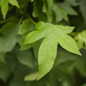 Liquidambar styraciflua 'Gum Ball'