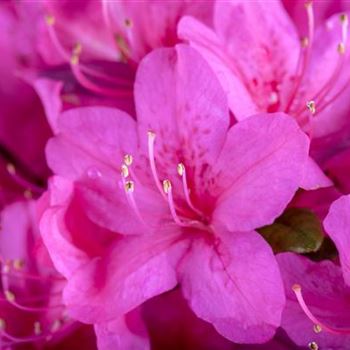 Rhododendron obtusum 'Rosalind'