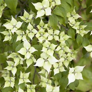 Cornus kousa chinensis