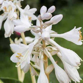 Hosta sieboldiana 'Great Expectations'