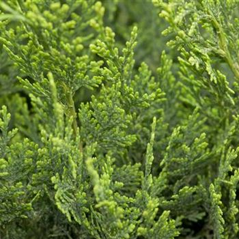 Chamaecyparis lawsoniana 'White Spot'