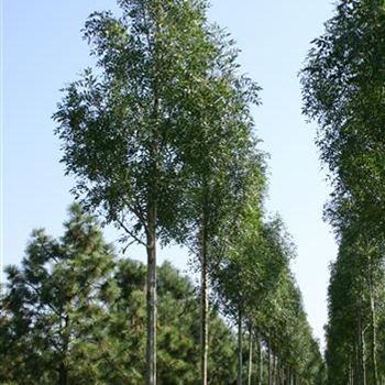 FARA_Sol_baum_4xv_150-200x20-25x400-500_STH200-225_G_FI205_2_31_08_05_3591.jpg
