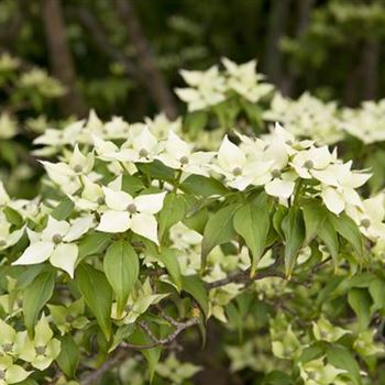 Cornus kousa chinensis