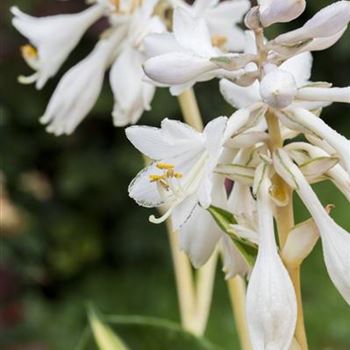 Hosta sieboldiana 'Great Expectations'