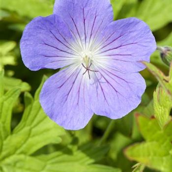 Geranium pratense 'Johnson´s Blue'