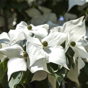 Cornus kousa chinensis