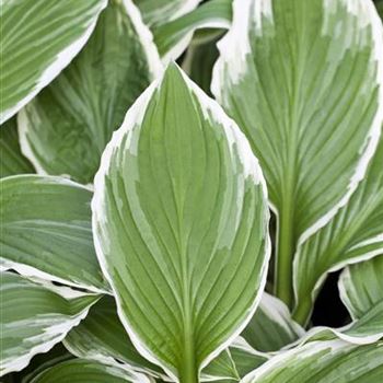 Hosta sieboldii