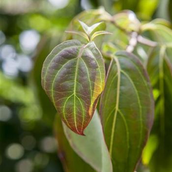 Cornus kousa chinensis