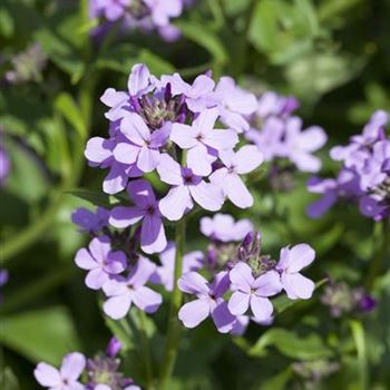 Hesperis matronalis