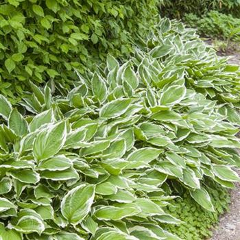 Hosta sieboldii