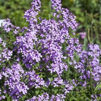 Hesperis matronalis