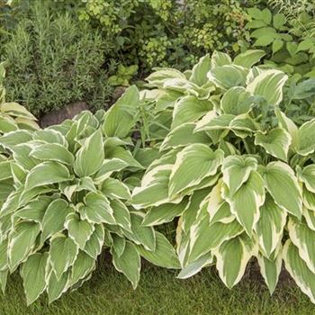 Hosta sieboldii