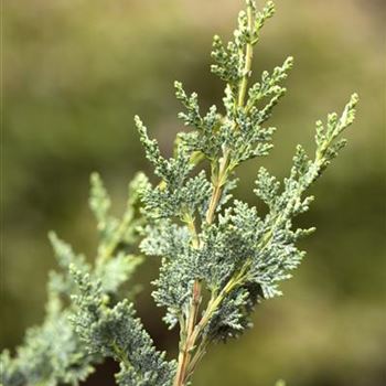 Chamaecyparis lawsoniana 'Wisselii'