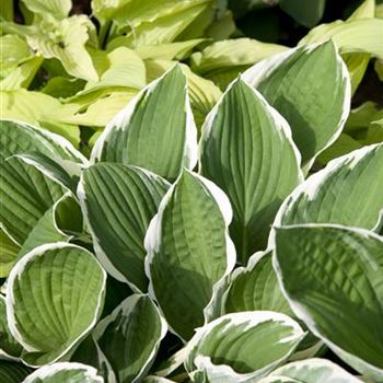 Hosta sieboldii