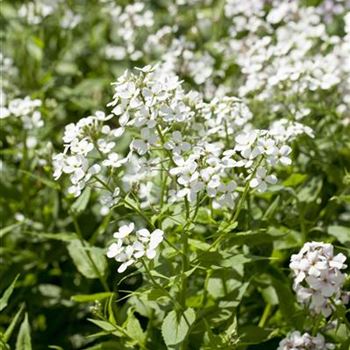 Hesperis matronalis 'Alba'