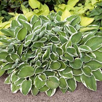 Hosta sieboldii